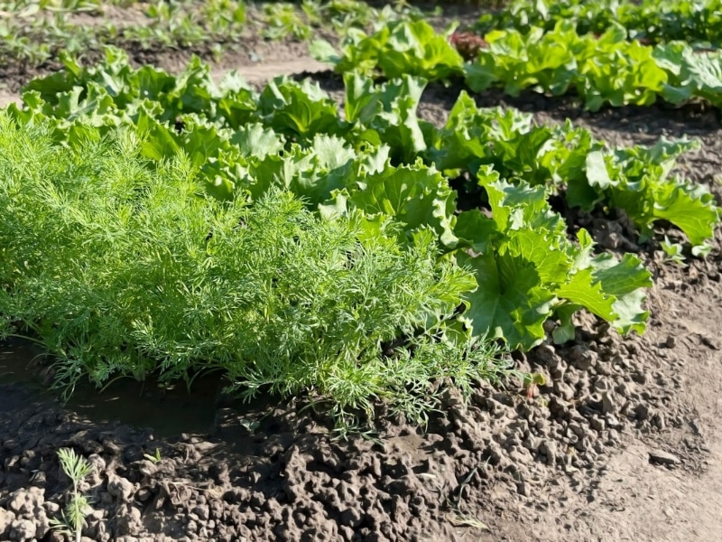 Rows of leafy greens and dill grown by a primary producer NSW on well-managed farm soil after relocation