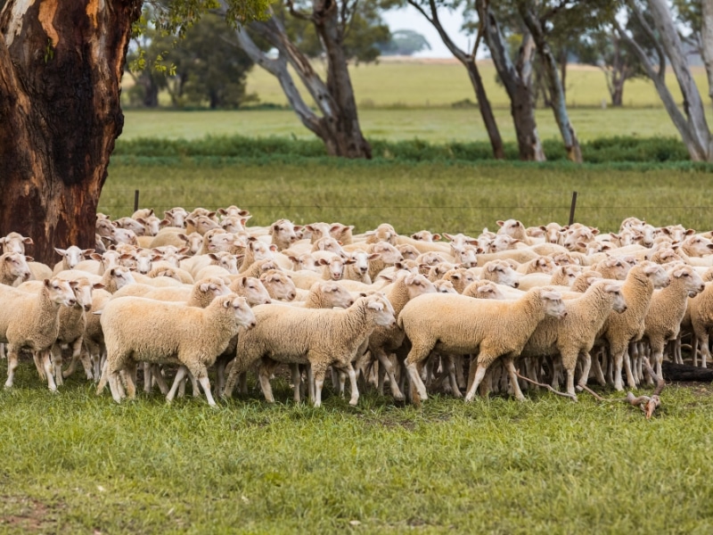 Sheep grazing near a tree on rural farmland, illustrating potential land use conflict between agriculture and development.